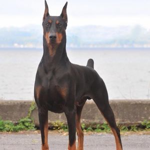 Meet your Posher, Tom